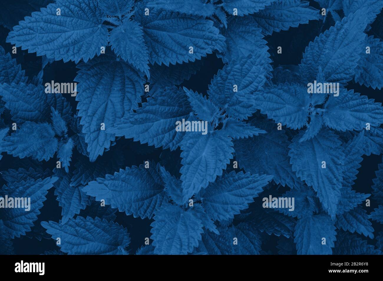 Background of young fresh nettle in color Pantone classic blue 2020. Color of the year. Monochrome photo. Stock Photo