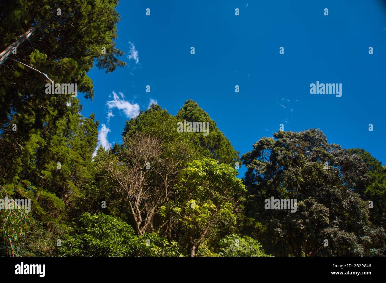 Green trees of the forest under the pure blue sky Stock Photo - Alamy