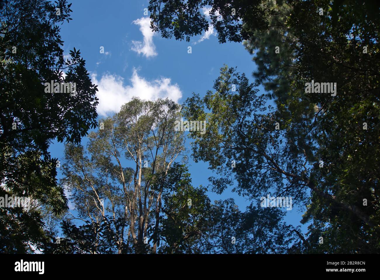 Low angle shot of the green trees in the forest under the pure blue sky ...