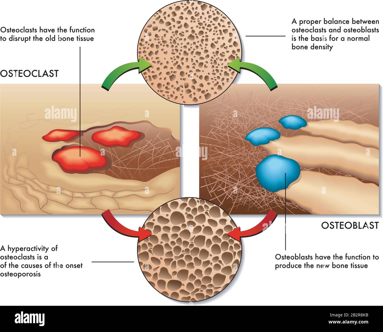 Medical illustration of the function of osteoblasts and osteoclasts in the regeneration of bone mass. Stock Vector