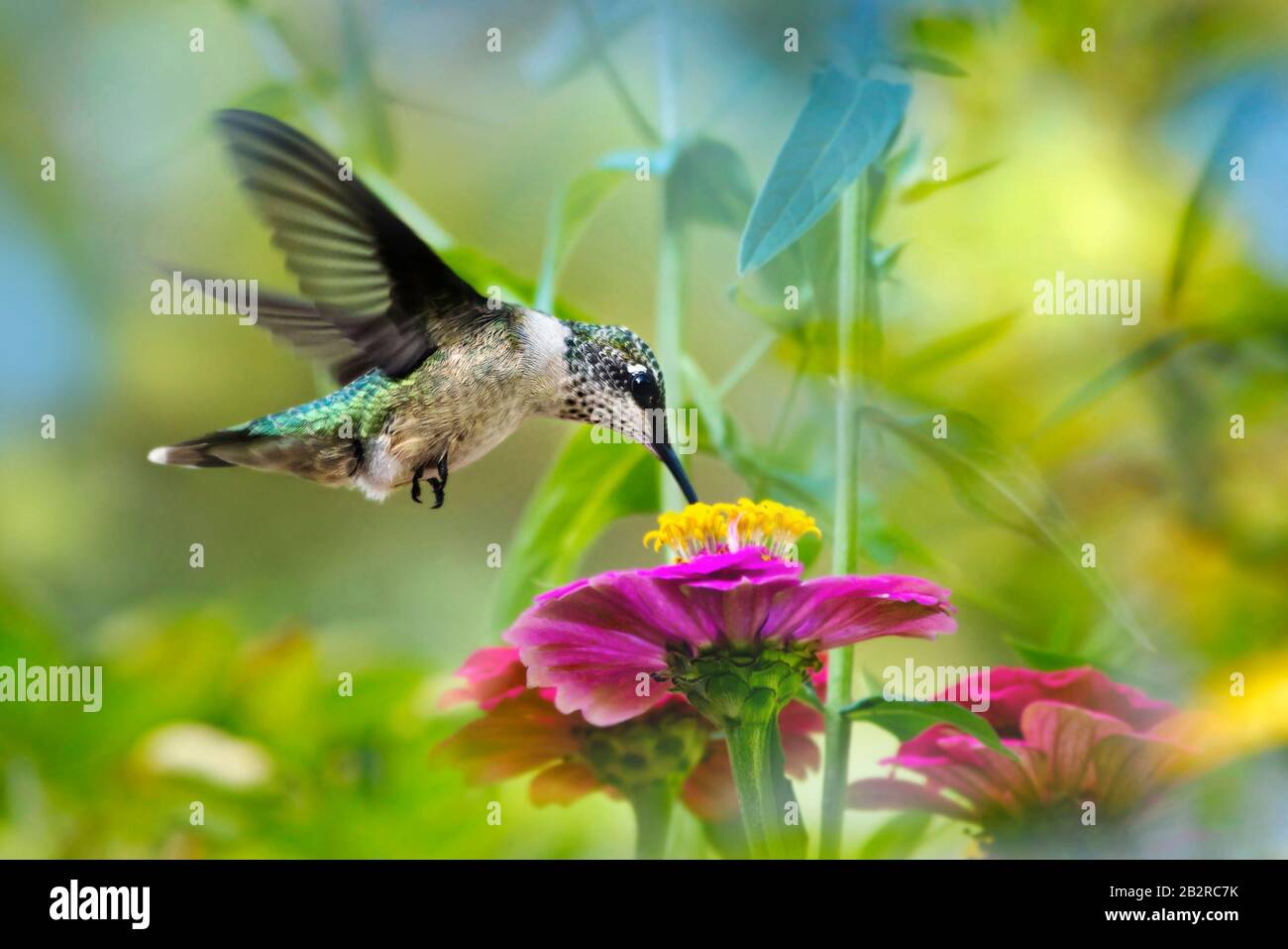 Hummingbird In Flight Feeding On Zinnia Flower Stock Photo