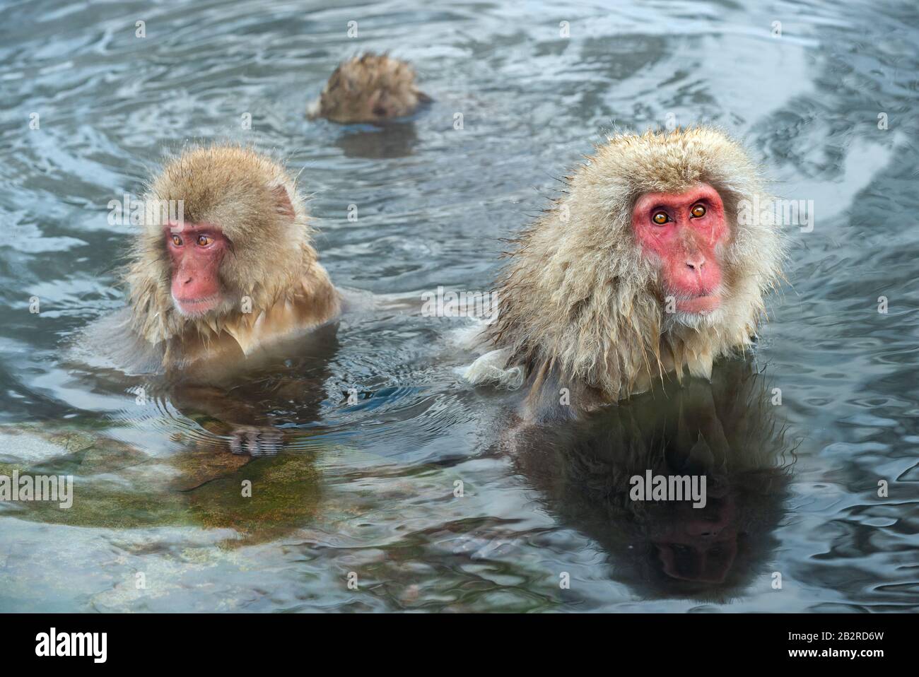 Family of Japanese macaques in the water of natural hot springs. The  Japanese macaque ( Scientific name: Macaca fuscata), also known as the snow  monke Stock Photo - Alamy