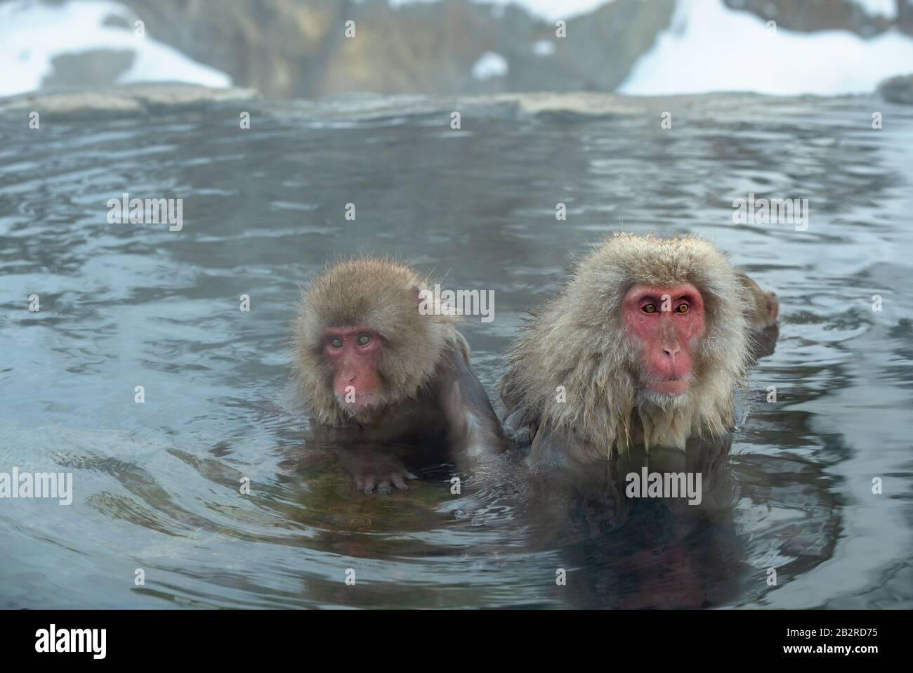 Family of Japanese macaques in the water of natural hot springs. The  Japanese macaque ( Scientific name: Macaca fuscata), also known as the snow  monke Stock Photo - Alamy