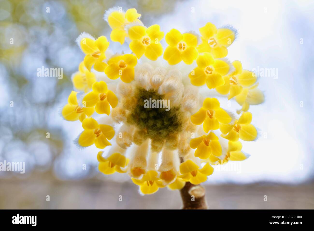 Edgeworthia chrysantha close up Stock Photo