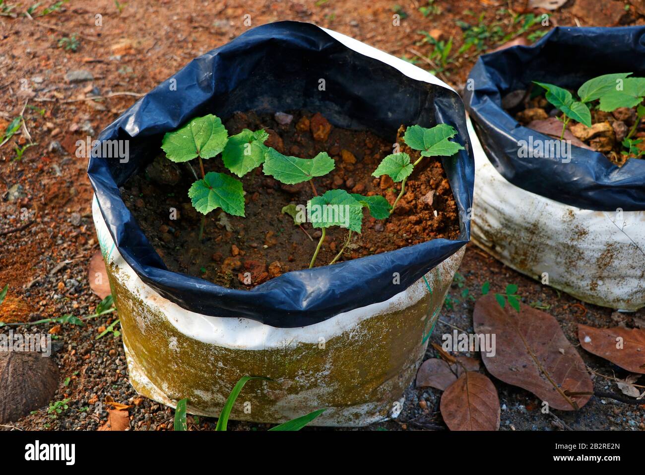 Plants and vegetables growing in growbag Stock Photo