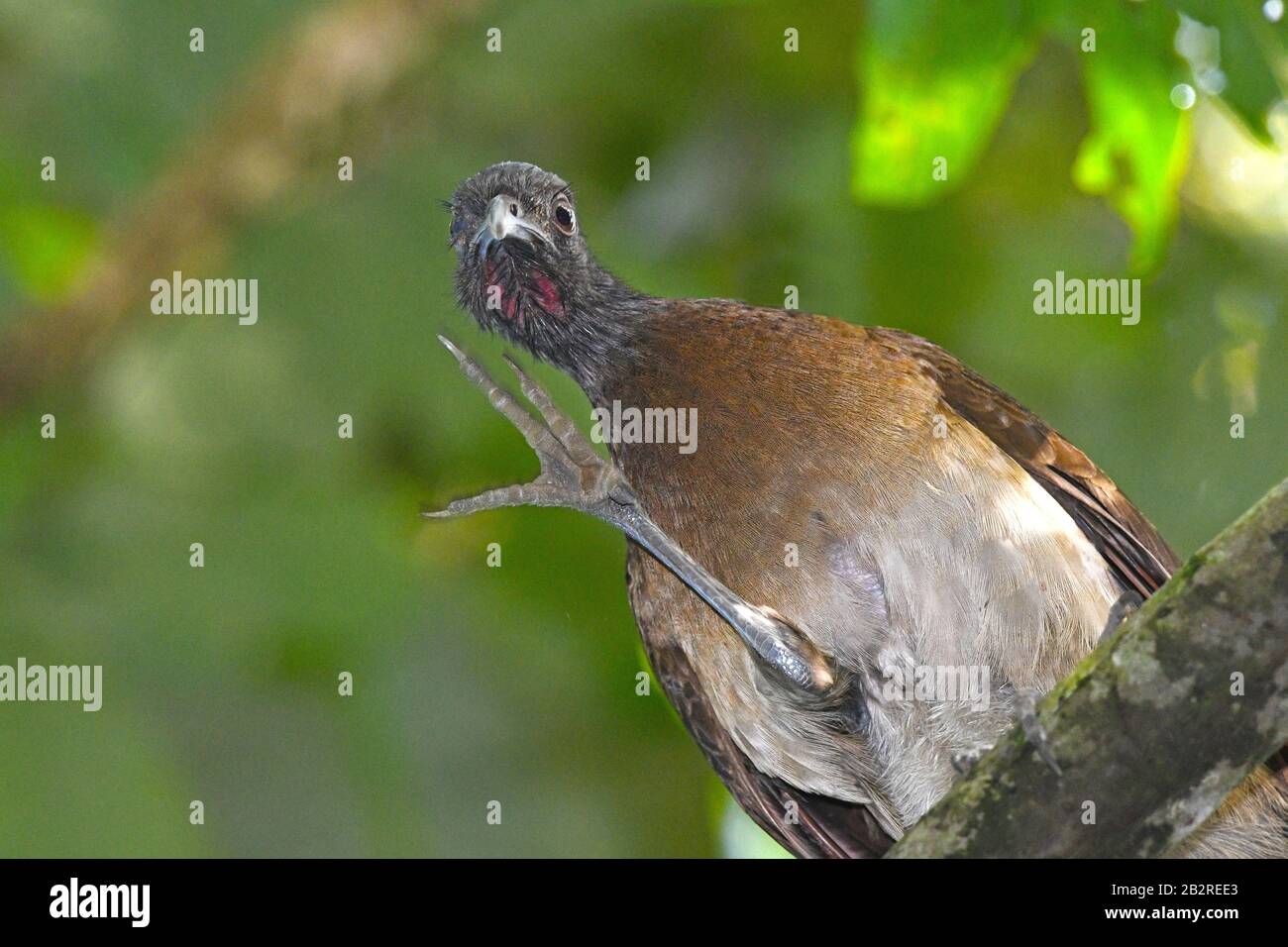 Dusky-legged Guan (Penelope obscura) scratching in Costa Rican forest Stock Photo
