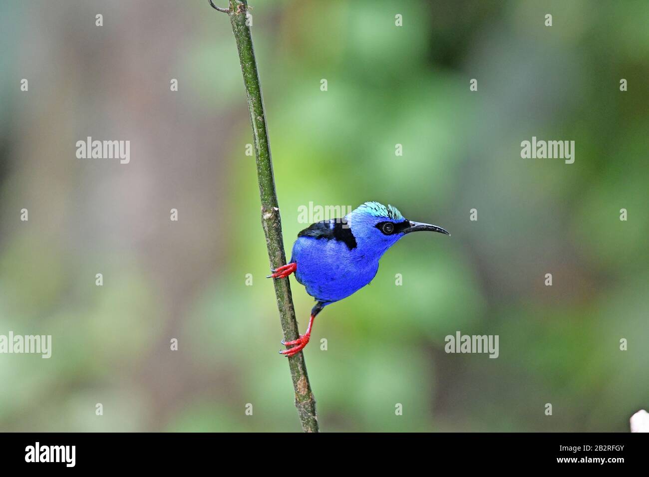 Honeycreeper, Cyanerpes lucidus Stock Photo