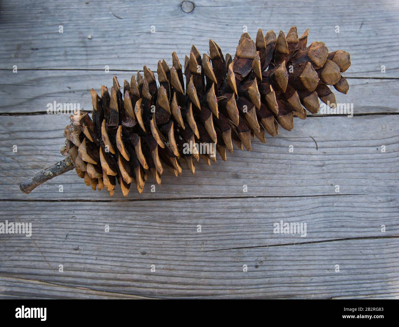 The huge cone from a sequoia on a wooden board Stock Photo