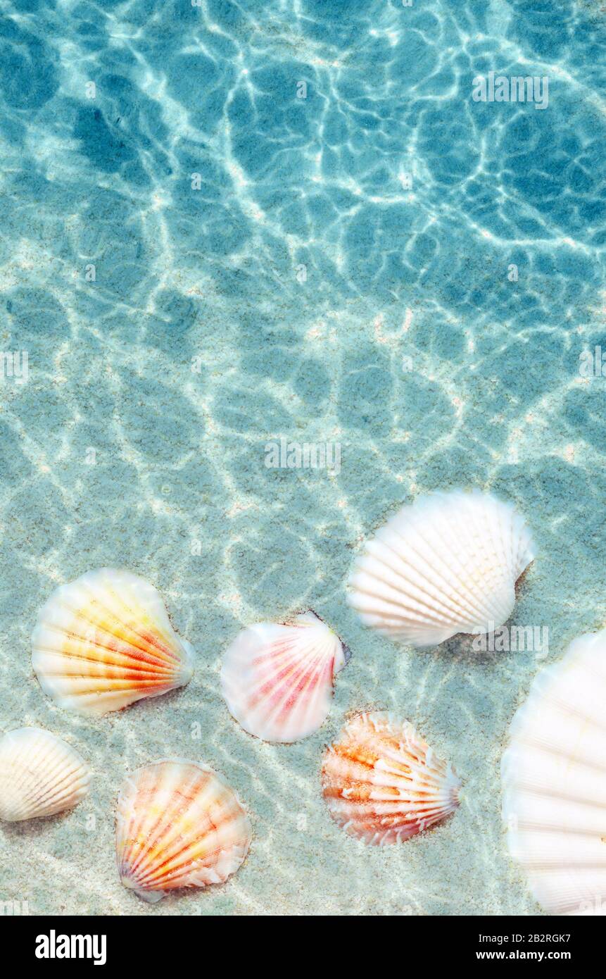 Seashells on the summer beach in sea water. Summer background. Summer time Stock Photo - Alamy Seashells on the summer beach in sea water. Summer background. Summer time Stock Photo - Alamy