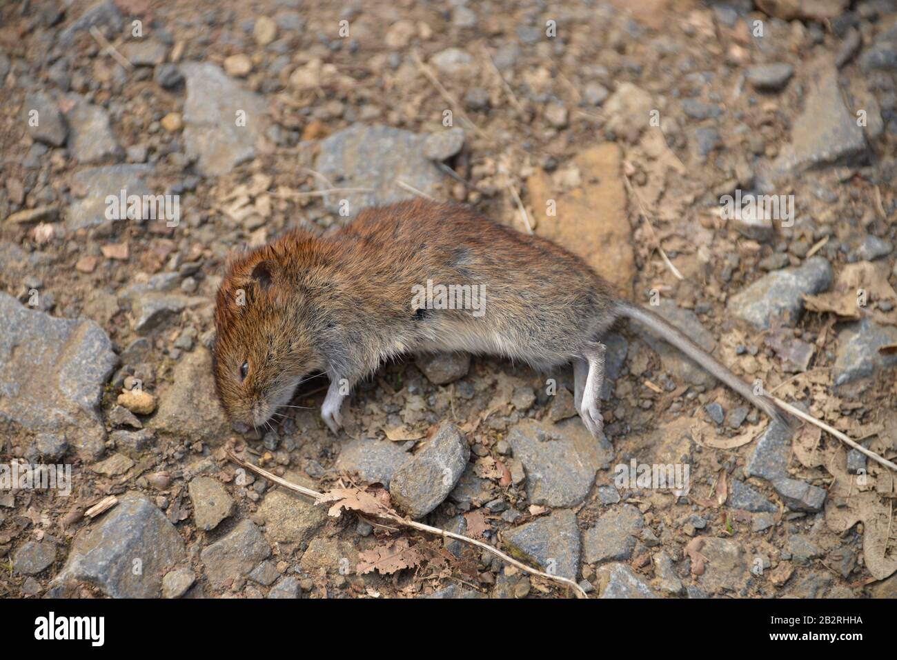 Tote Maus, Waldweg Stock Photo