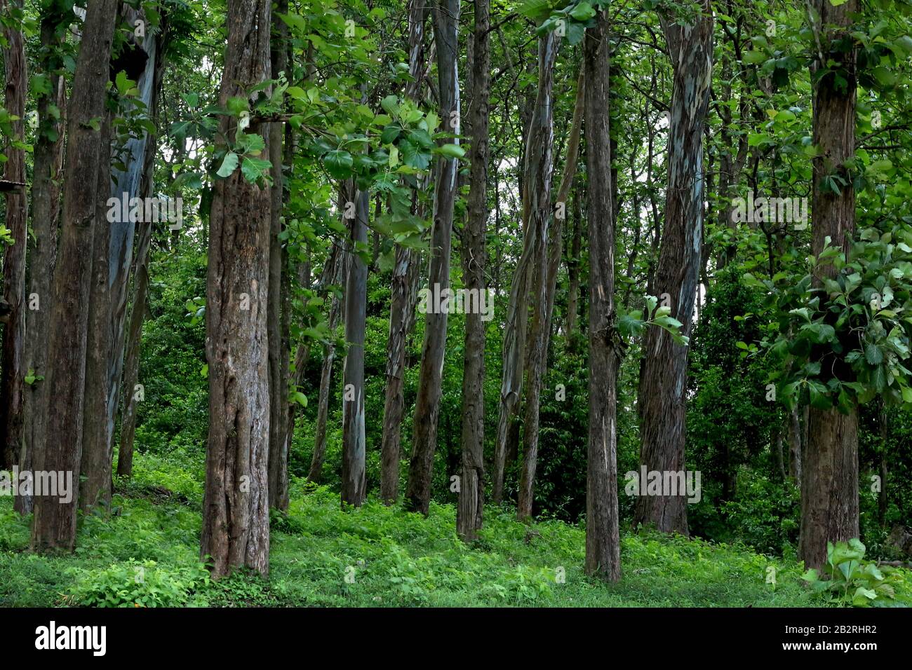 Teak tree hires stock photography and images Alamy