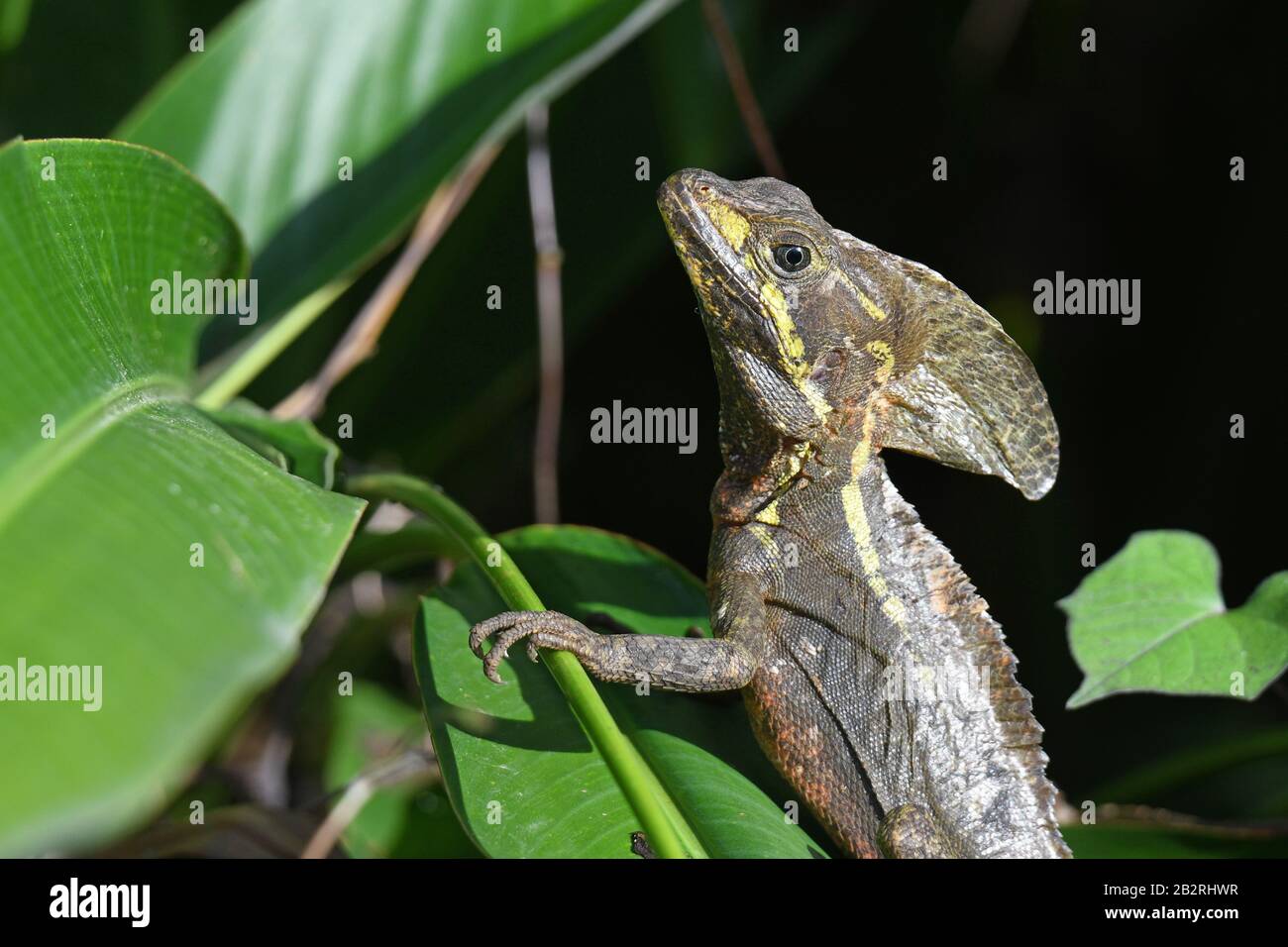 Common basilisk running on water hires stock photography and images