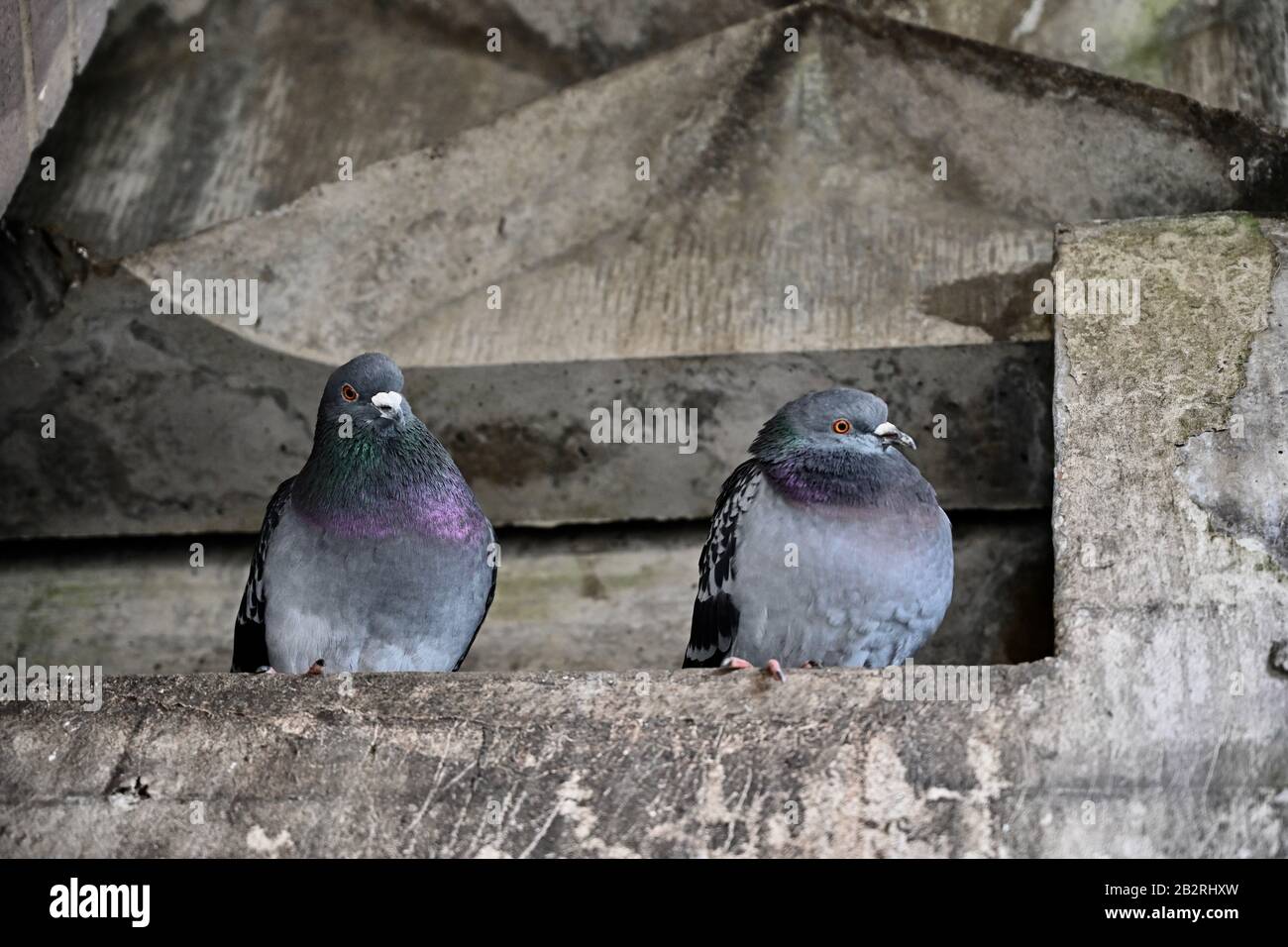 Two beautiful pigeons perched on a ledge Stock Photo