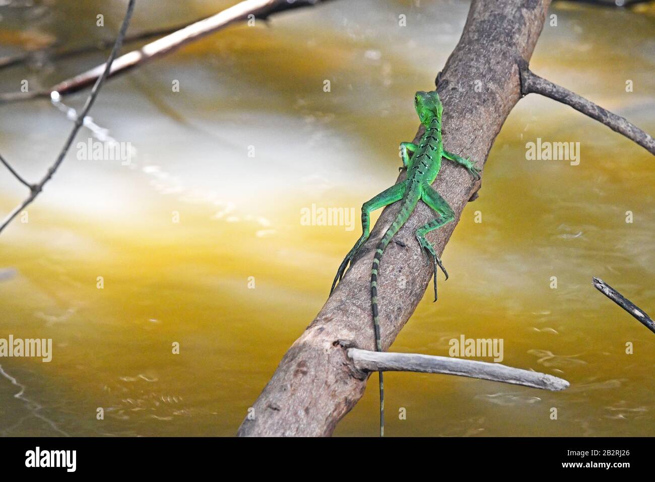 Jesus christ Lizard, young Stock Photo