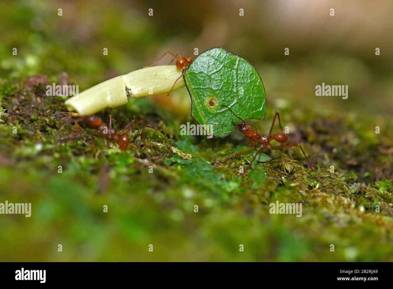 Leaf cutting ant, Costa Rica Stock Photo