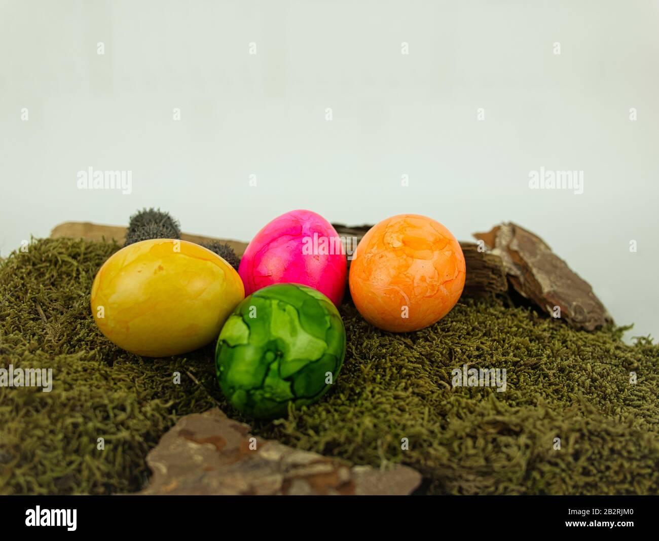 Four colourful Easter eggs on moss with neutral white background Stock