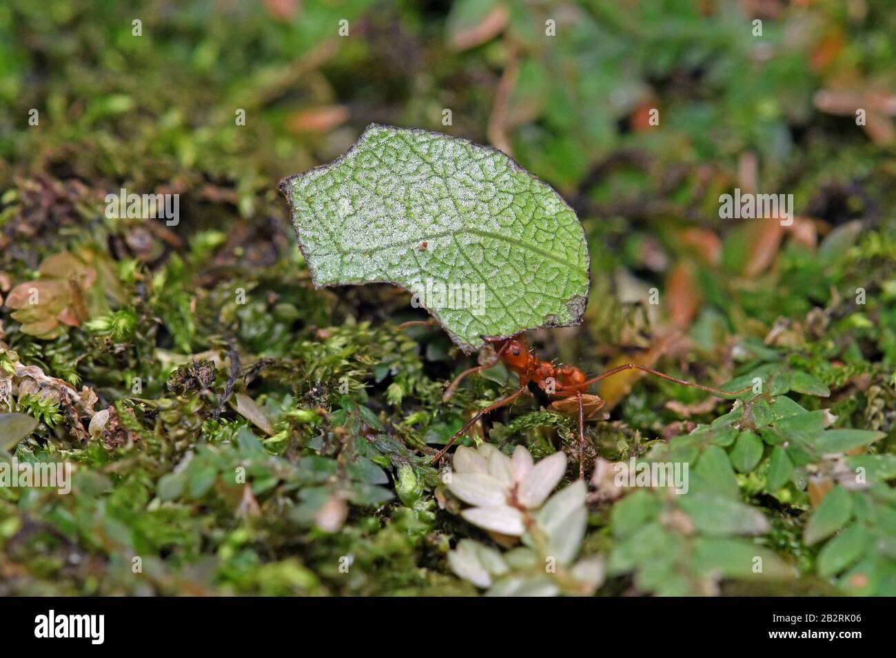 Leaf cutting ant, Costa Rica Stock Photo