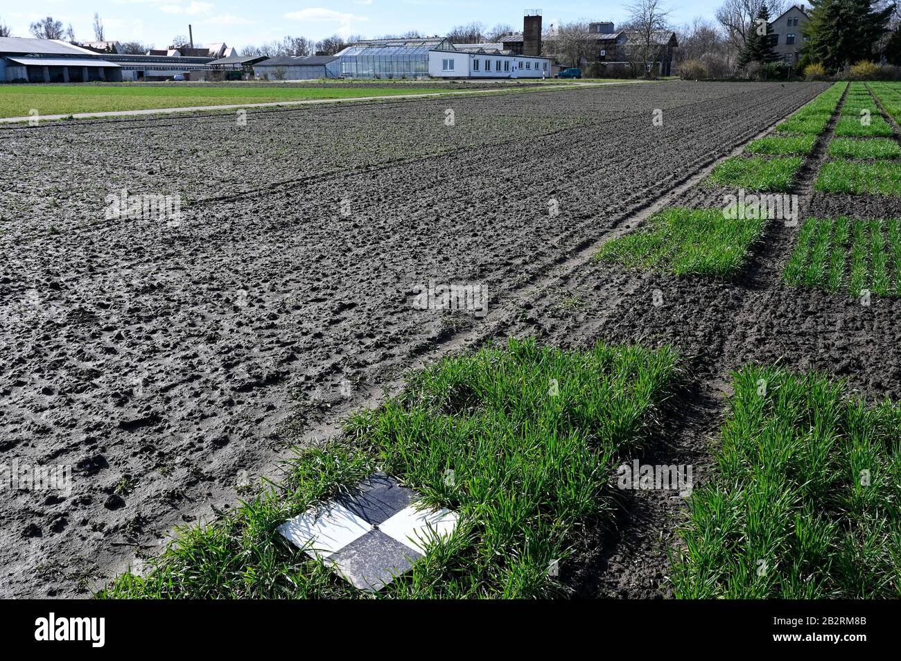 GERMANY, Halle, Martin-Luther University, department agriculture research, grain experimental farming and seed research, wheat experimental fields, marking point for drone Stock Photo