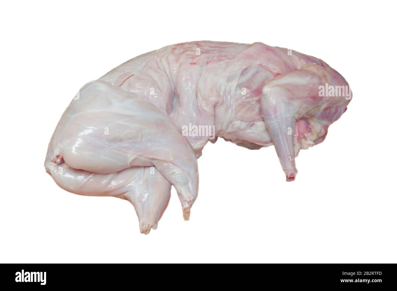 wild hare carcass on a white background in isolation Stock Photo