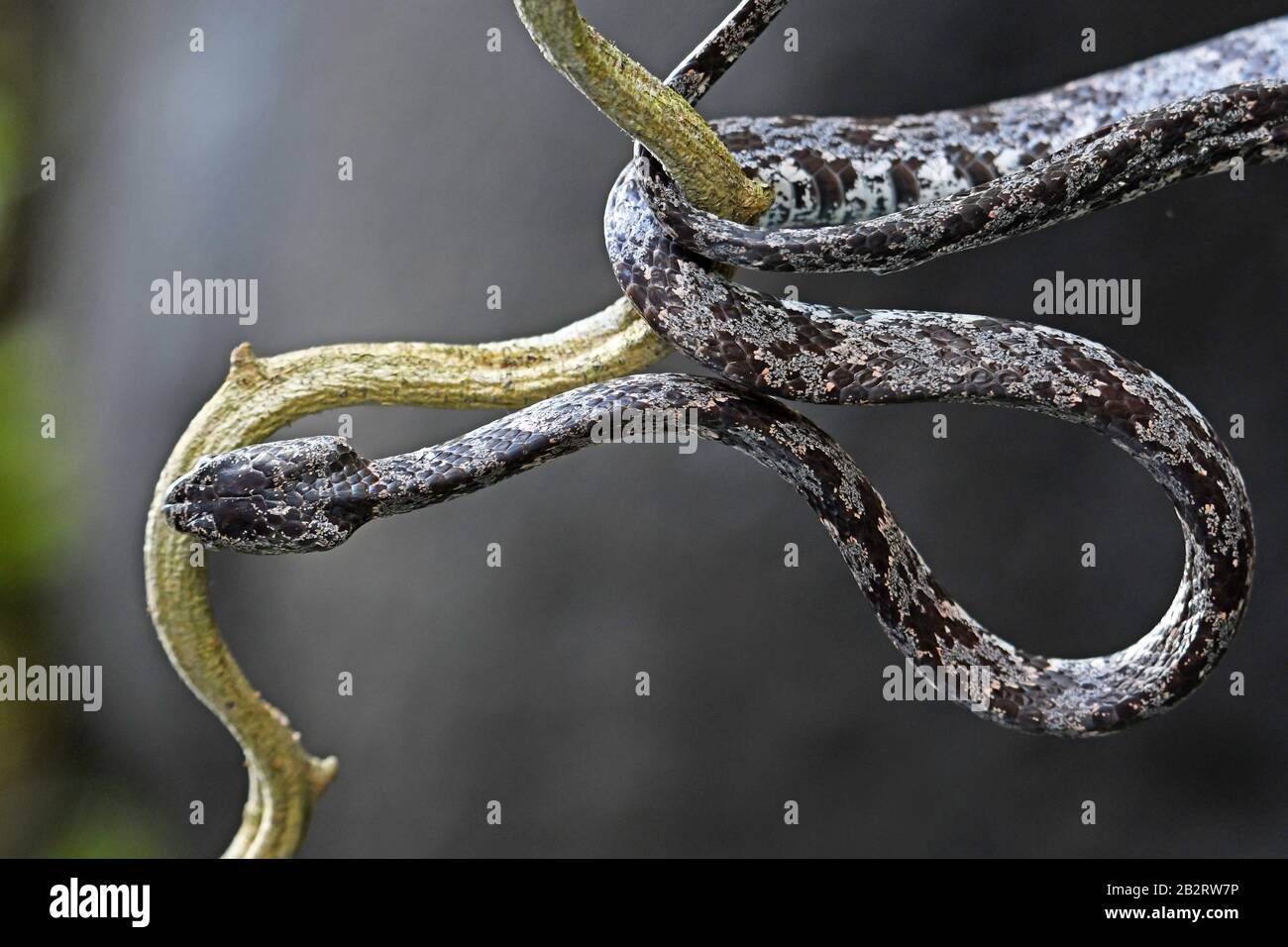 Slender tree snake climbs on a vine Stock Photo