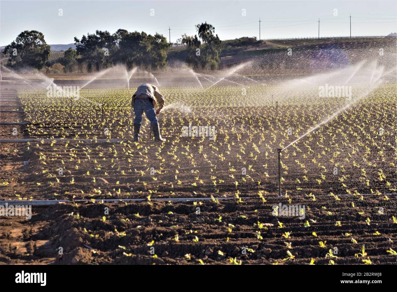 Farmer adjusting sprinkler irrigation system on newly planted crop during the 7 year drought in California central coastal area Stock Photo