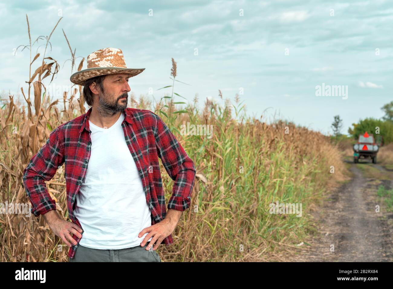 Worried corn farmer looking over at cornfield in bad condition with tractors and empty trailers in background, concept of crop protection importance Stock Photo