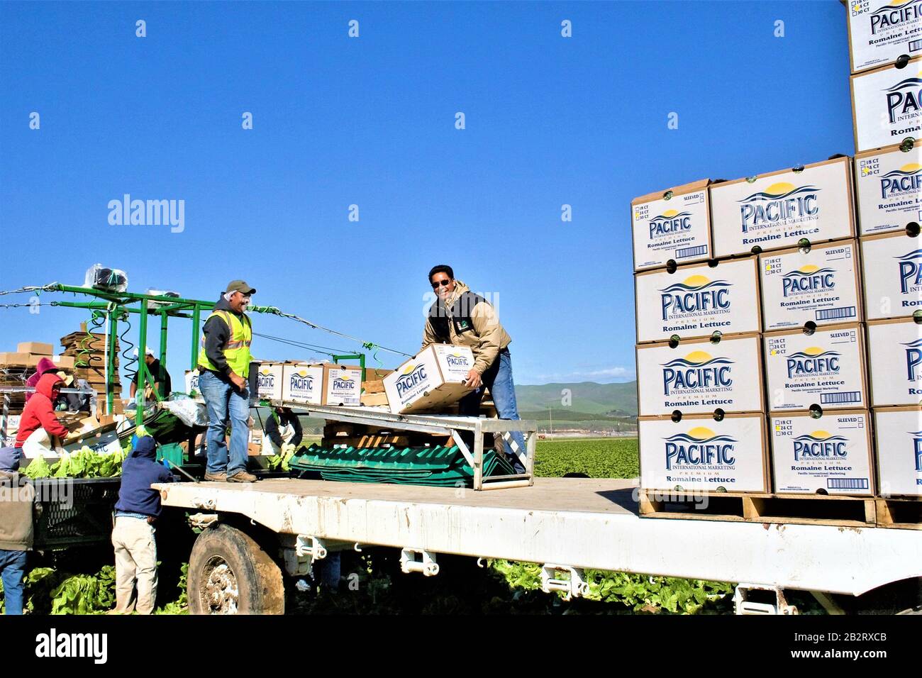 Field packing and stacking lettuce for shipment to supermarkets in