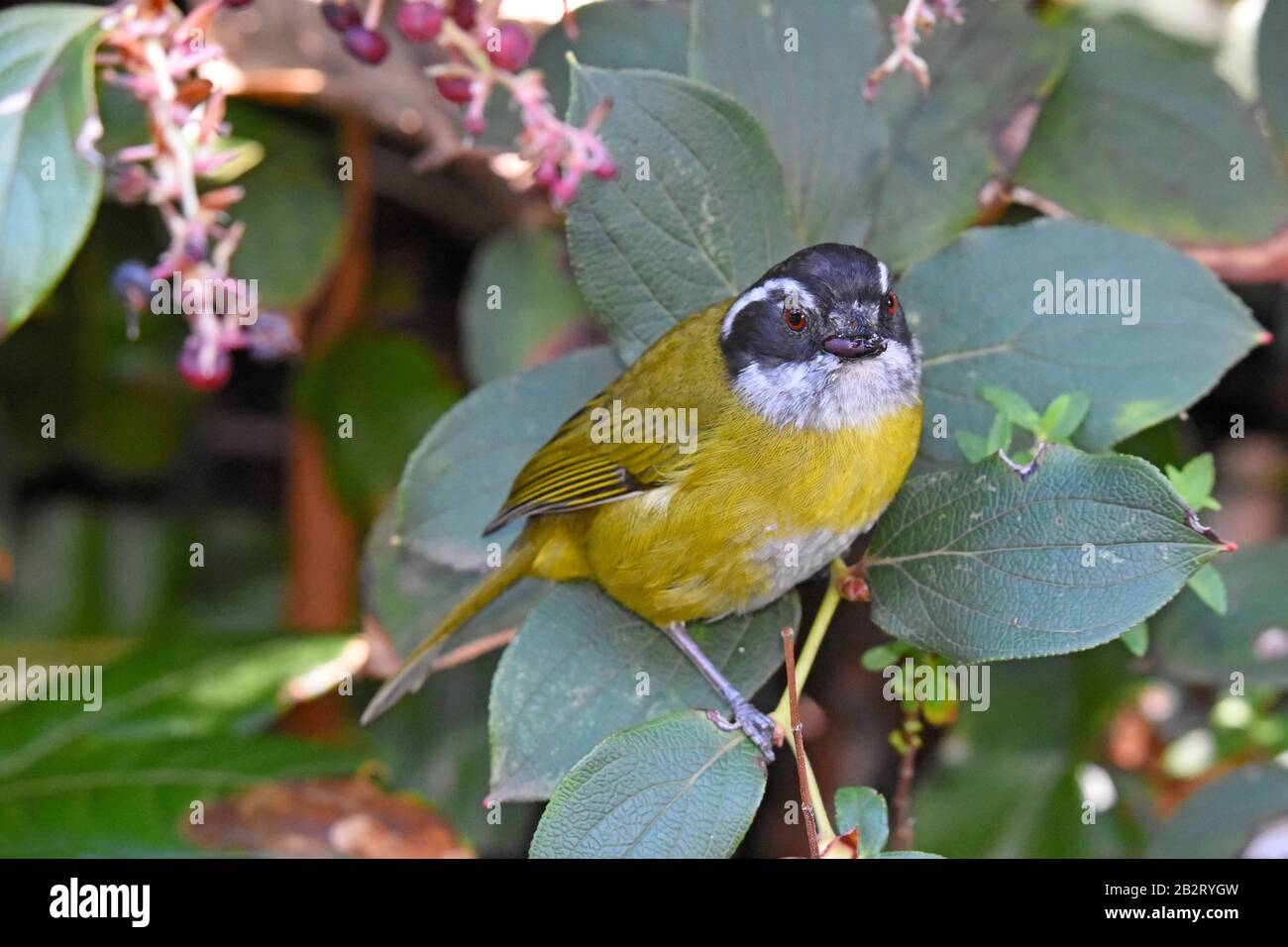 Sooty-capped Bush Tanager, Costa Rica Stock Photo
