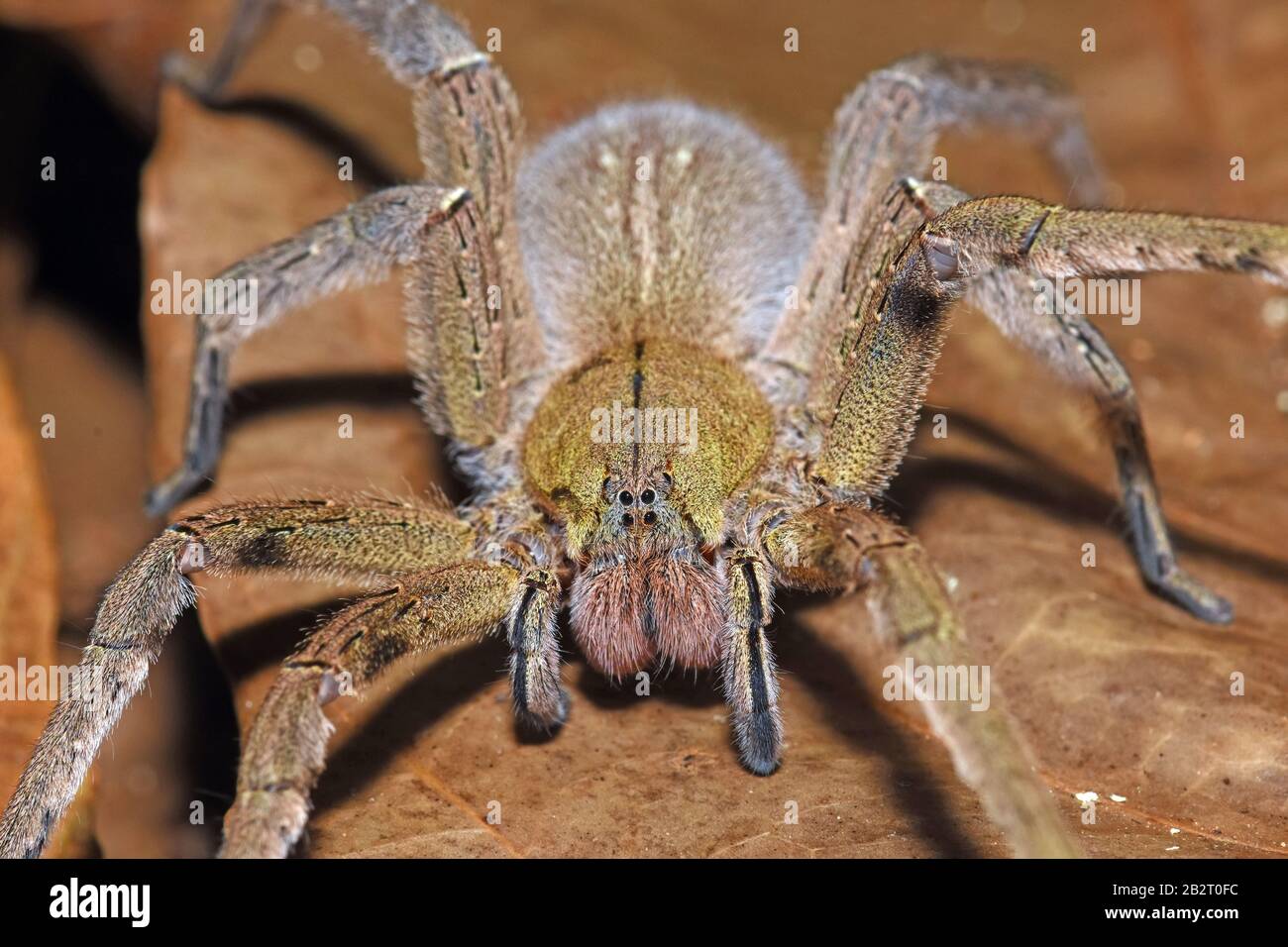 Brazilian wandering Spider Stock Photo