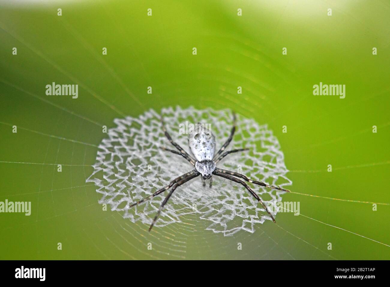 Argiope Spider, Costa Rica Stock Photo