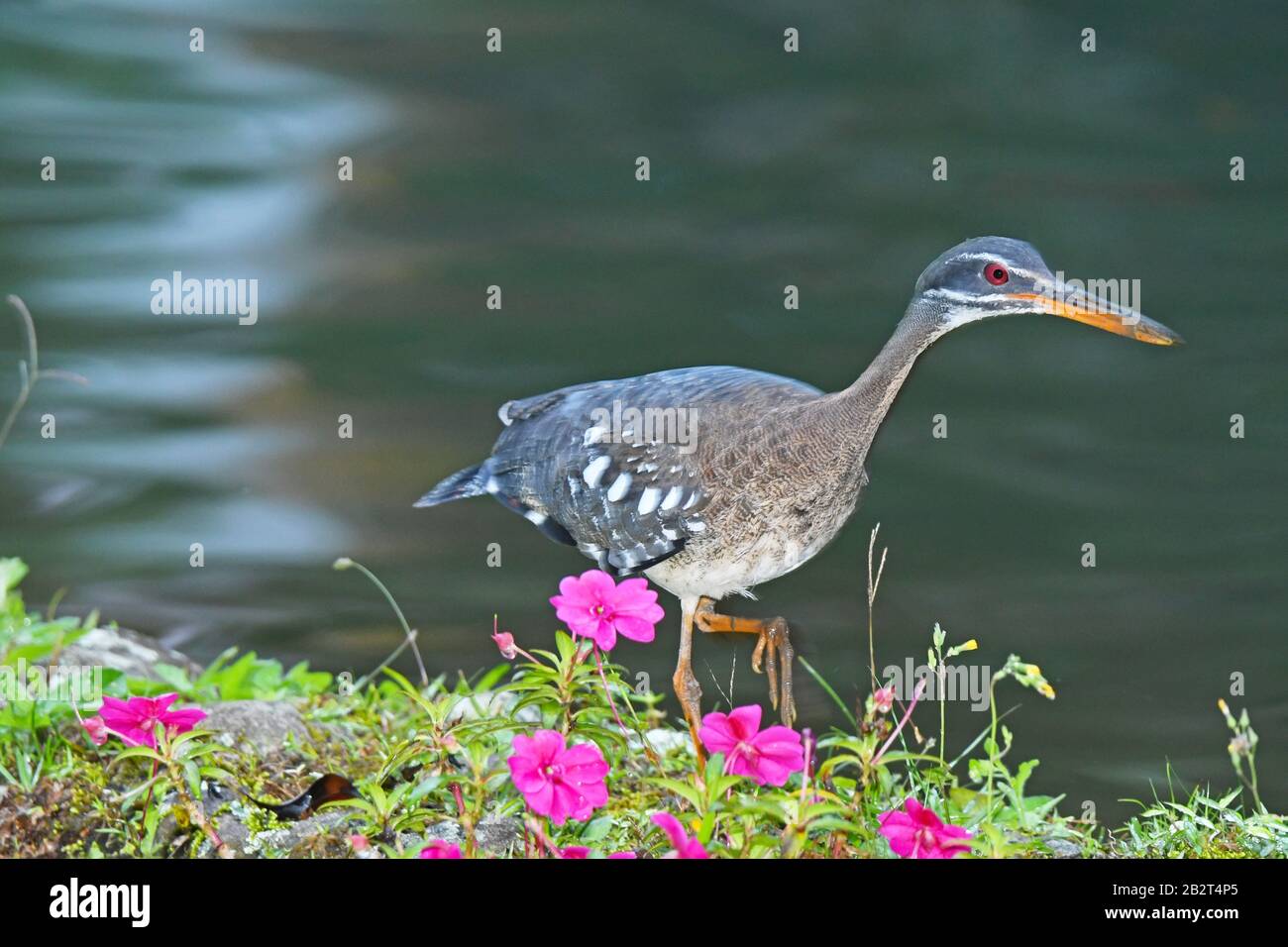 sunbittern (Eurypyga helias) Stock Photo