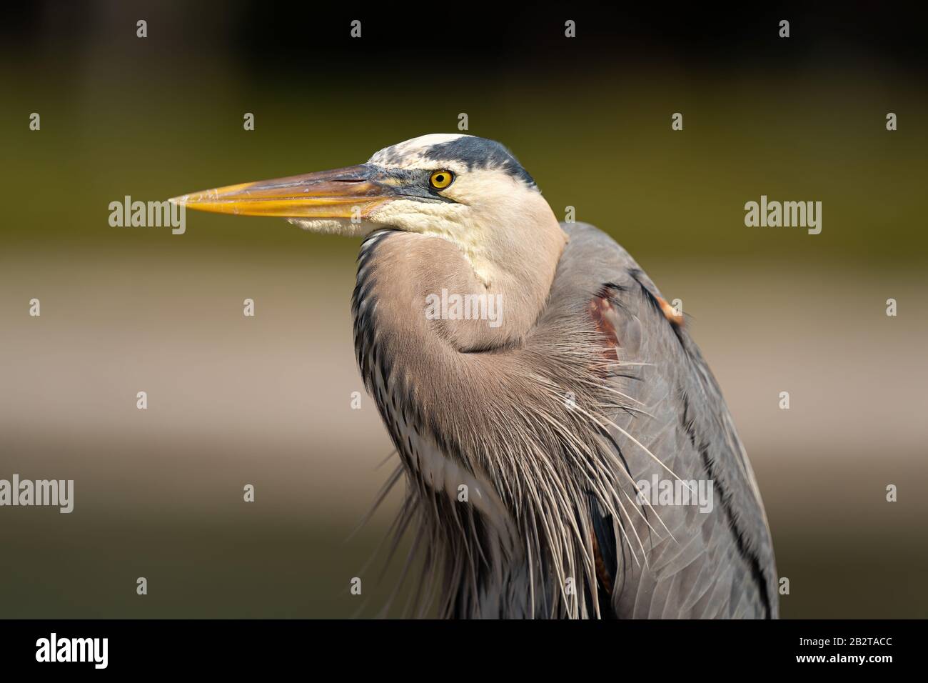 Great Blue Heron Stock Photo