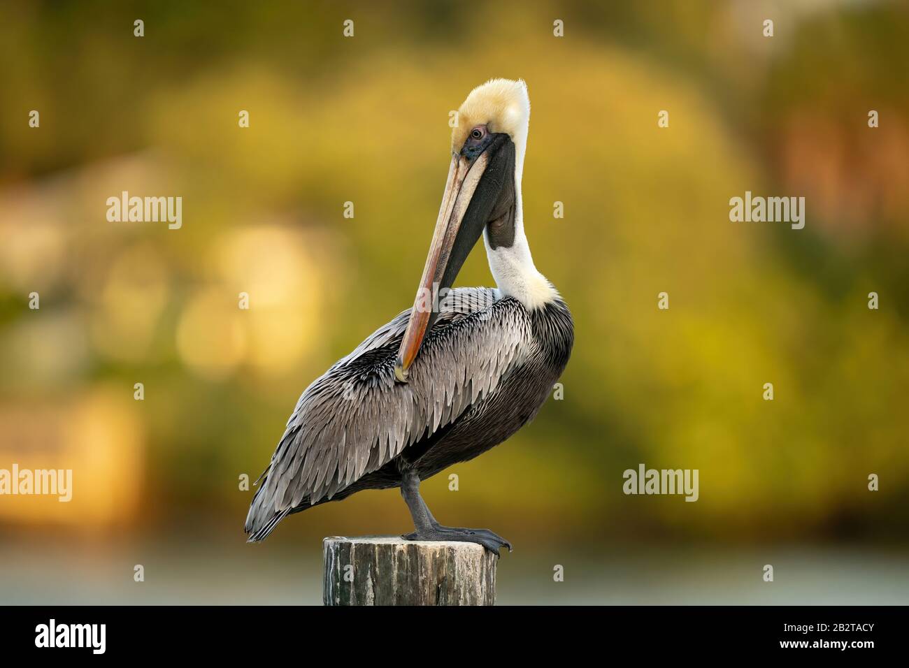 Great Blue Heron Stock Photo