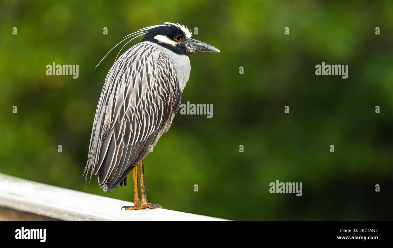 Yellow-Crowned Night Heron Stock Photo