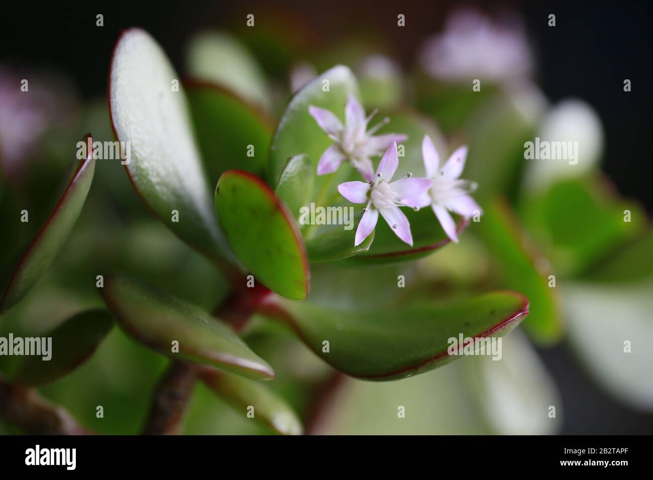 Blütenstand eines Geldbaum (Crassula ovata), auch Pfennigbaum Stock Photo