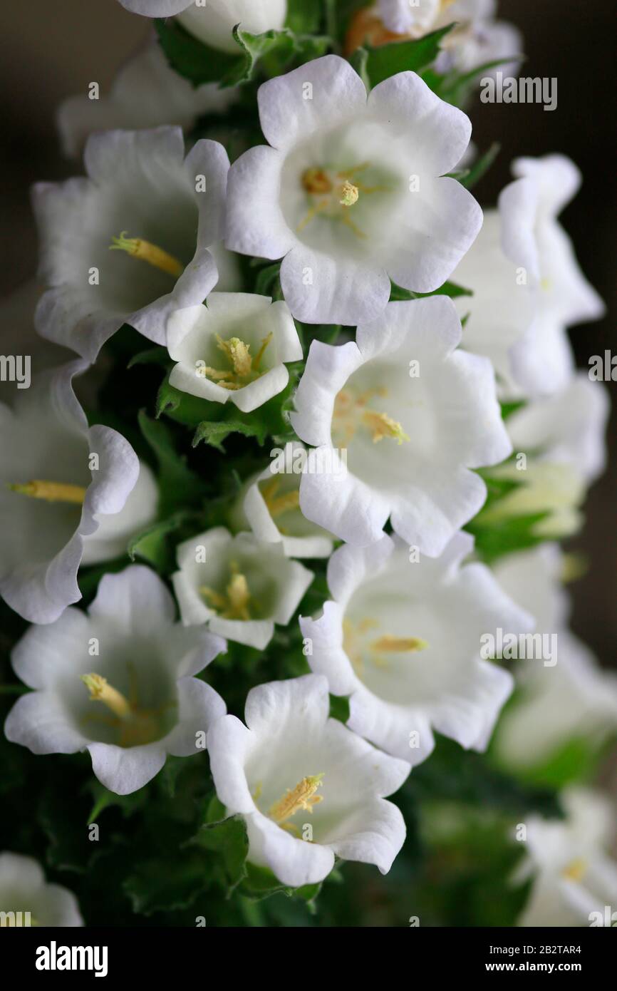 Blütenstand einer Primel  (Primula) Hybride Sweet Kiss Stock Photo