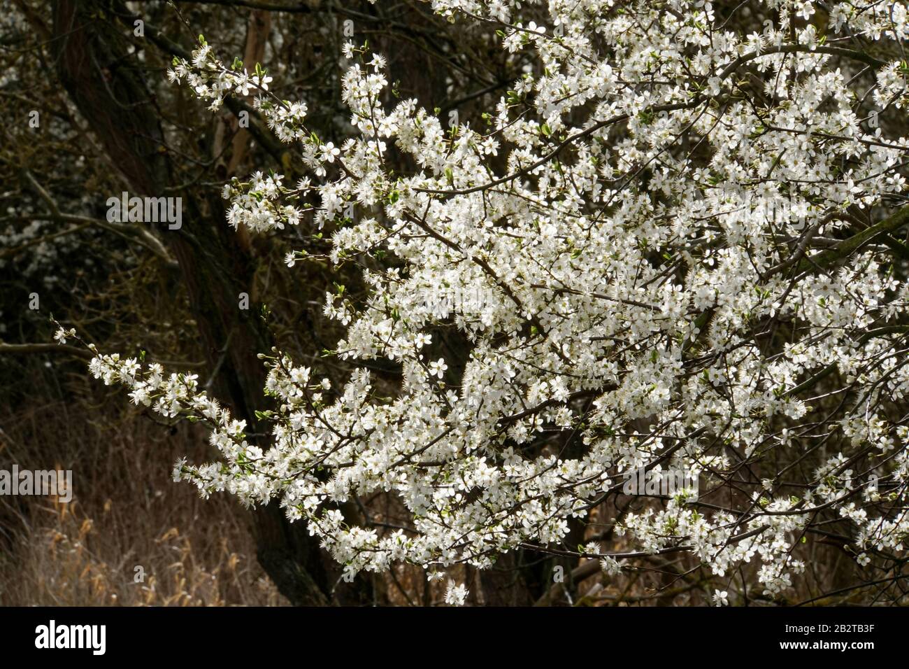 Mirabelle (Prunus domestica subsp. syriaca), auch Gelbe Zwetschge, blühende Zweige Stock Photo