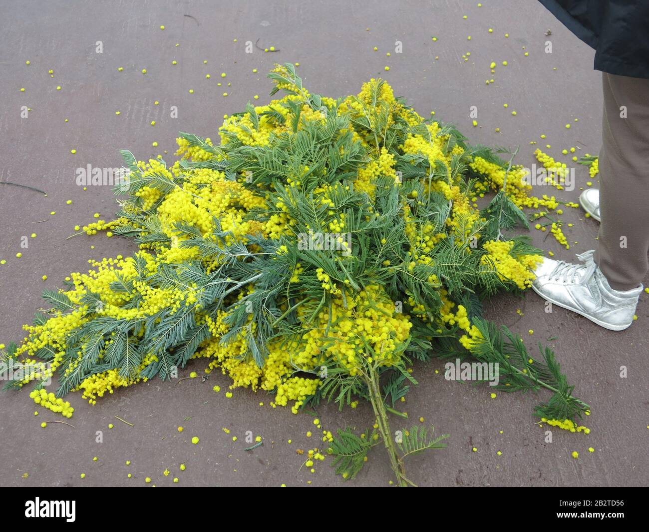 A Heap Of Yellow Mimosa Lies On The Ground On The Promenade Des Anglais To Be Given Away For Free To Passers By After The Flower Parade Was Cancelled Stock Photo Alamy A Heap Of Yellow Mimosa Lies On The Ground On The Promenade Des Anglais To Be Given Away For Free To Passers By After The Flower Parade Was Cancelled Stock Photo Alamy