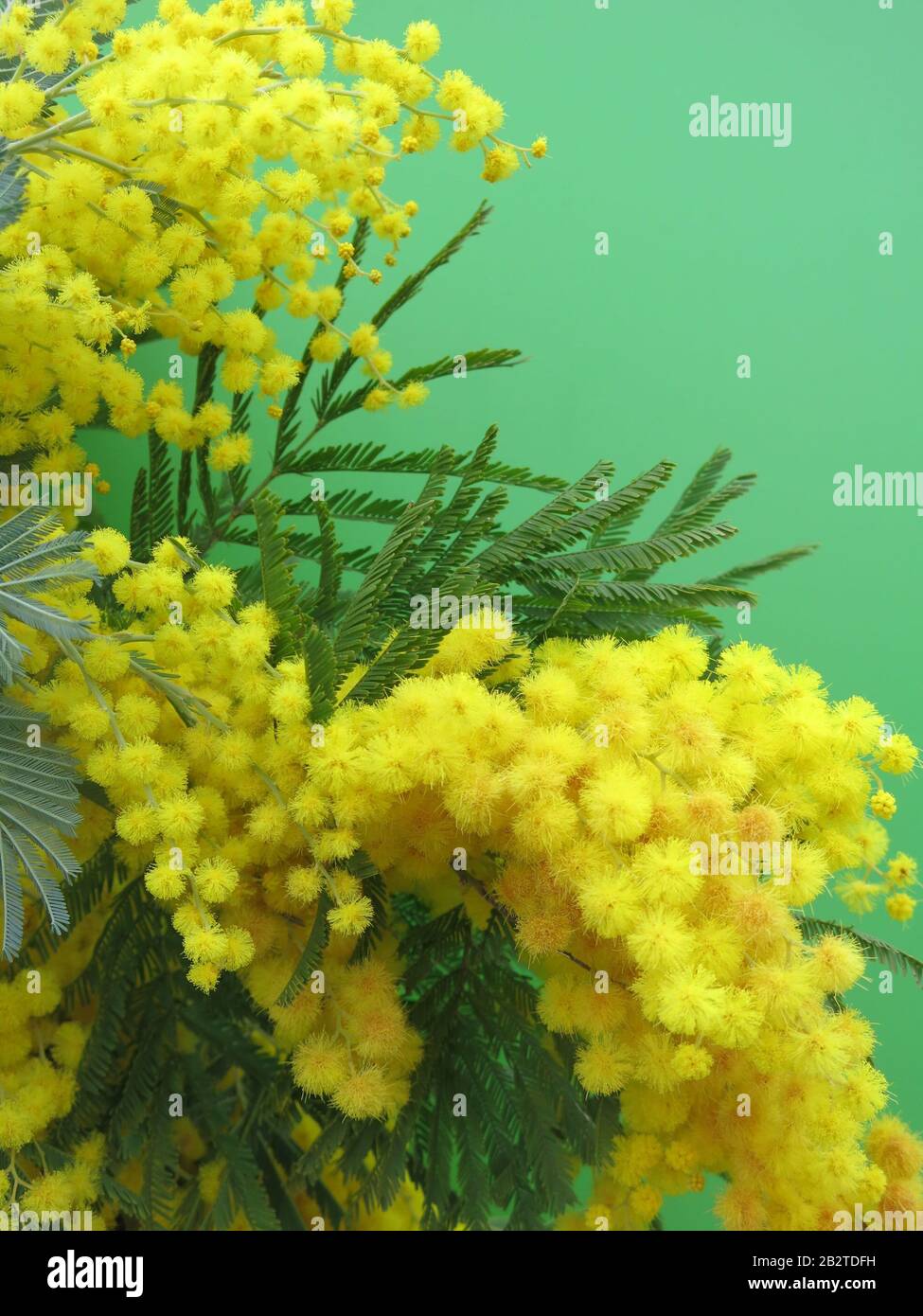 Sprays of bright yellow mimosa in full bloom with the pompom flowers