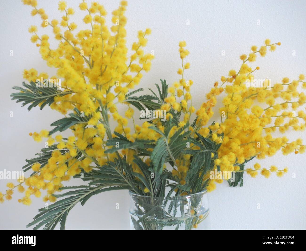 Three sprigs of mimosa with its bright yellow pom-poms and ferny foliage in a small glass vase Stock Photo