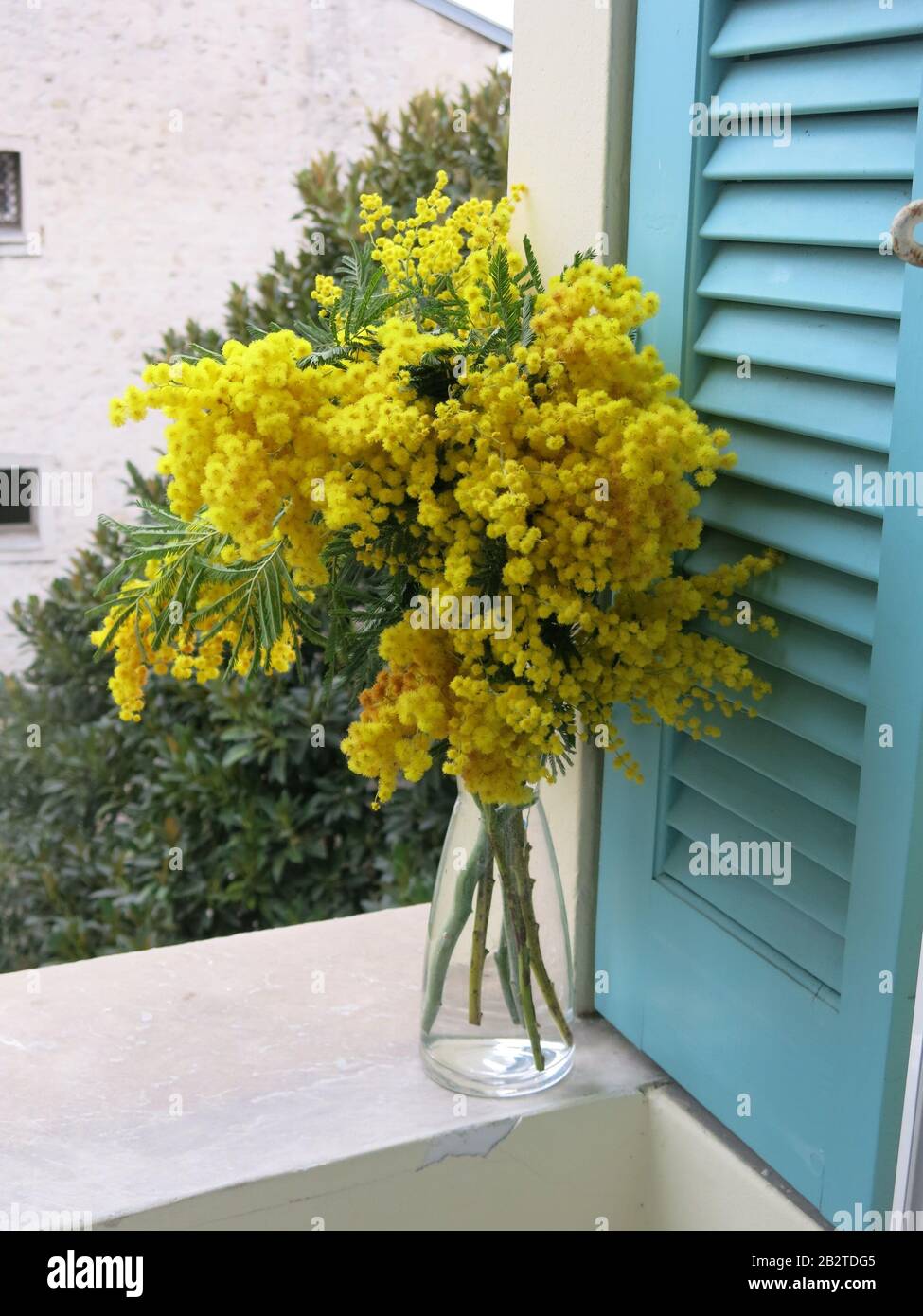 Tall glass vase filled with a big bunch of flowering yellow mimosa, standing on a windowsill against turquoise louvred shutters Stock Photo