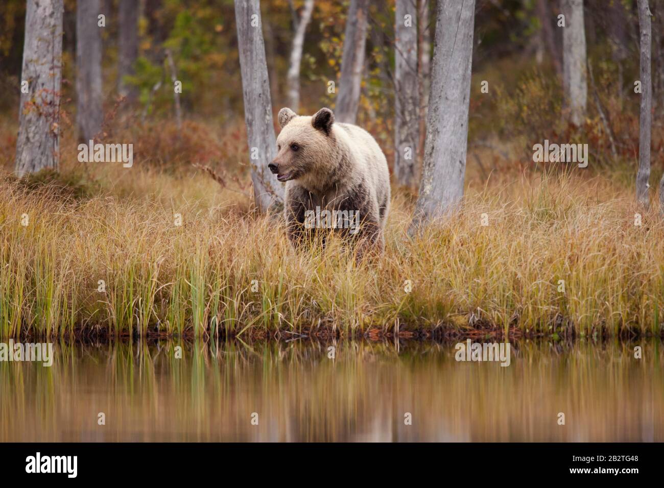 Brown bear (Ursus arctos), young animal in autumn forest of the Finnish Taiga, Kainuu, North Karelia, Kuhmo, Finland Stock Photo