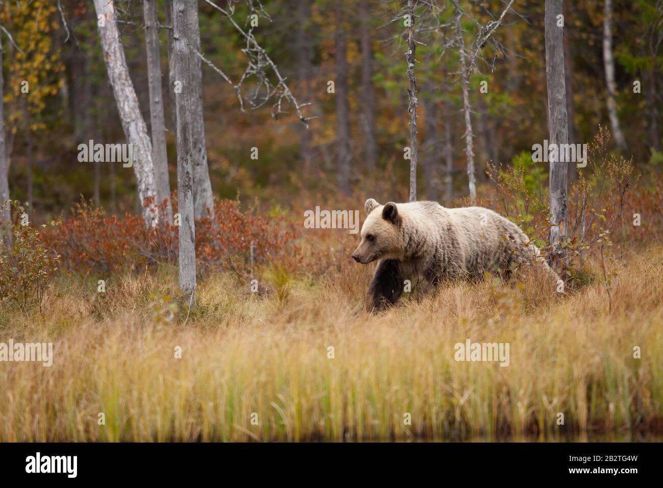 Brown bear (Ursus arctos), young animal in autumn forest of the Finnish Taiga, Kainuu, North Karelia, Kuhmo, Finland Stock Photo