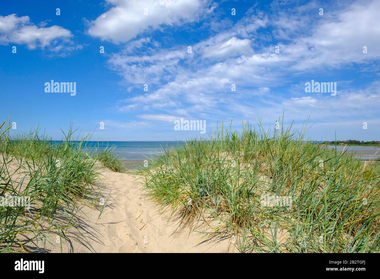 Dunes at the sandy beach, Kattegat, Farhult, Skane, Skane, Skane laen, southern Sweden, Sweden Stock Photo
