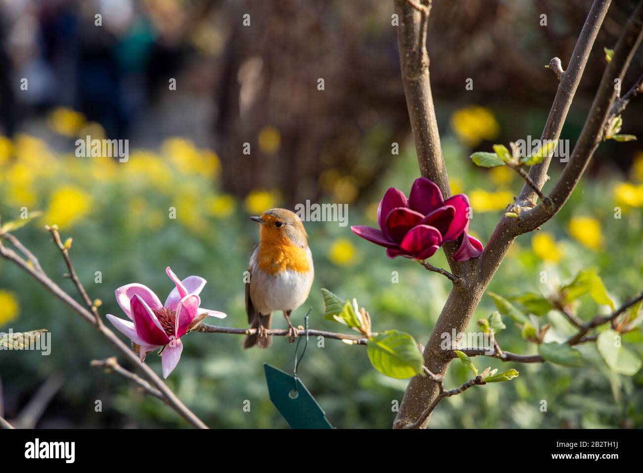 Robin Red Breast Bird - European Robin - Erithacus rubecula sat on a ...