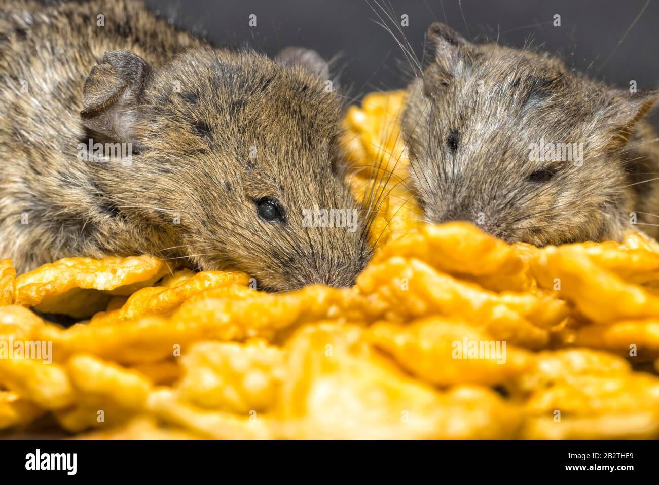 Two mice (Mus musculus) crawling Corn Flakes, captive, Germany Stock