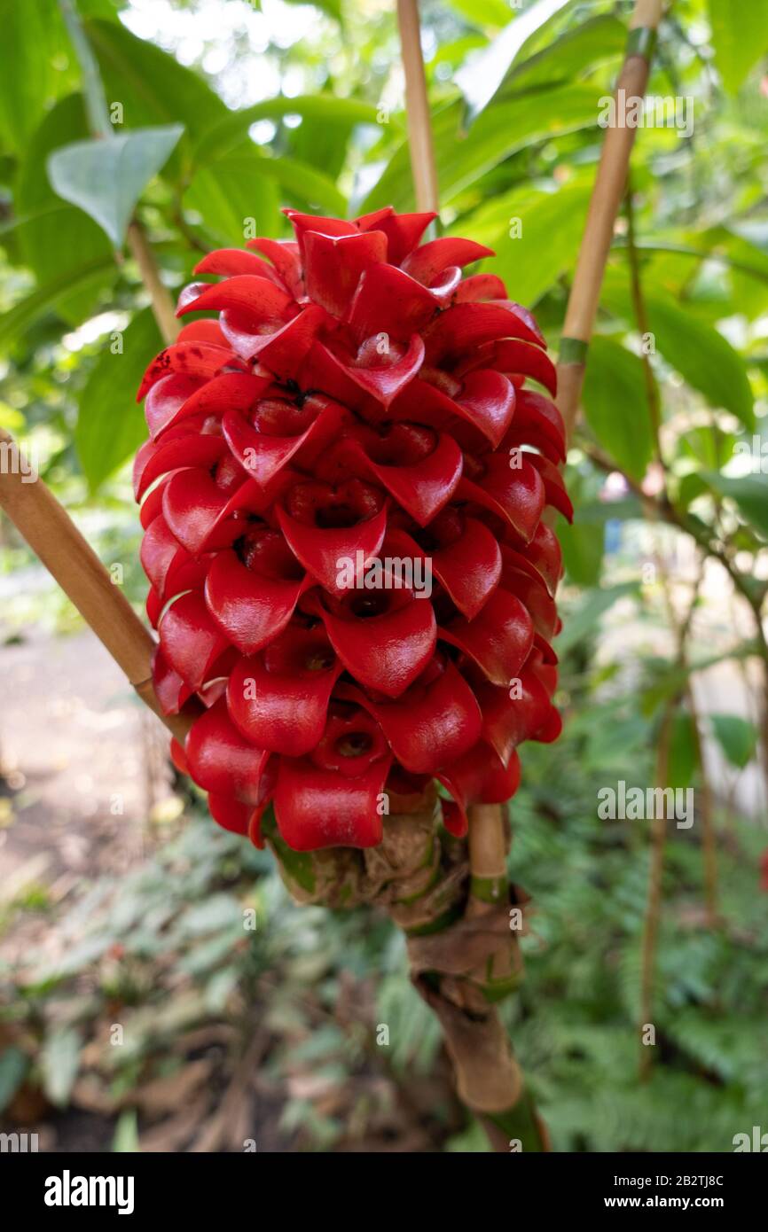 Indonesian wax ginger flower - tapeinochilos ananassae Stock Photo
