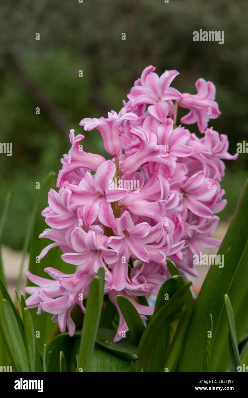 Pink Hyacinth plant - hyákinthos Stock Photo