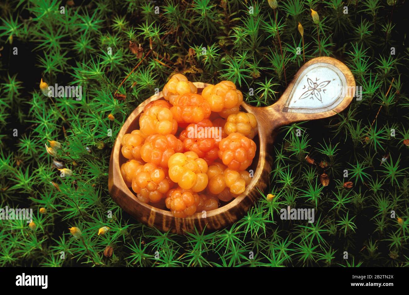 Moltebeeren, Torfbrombeeren, Torf-Brombeeren (Rubus chamaemorus) in einer handgefertigten samischen Trinkschale aus Birkenholz mit Einlage aus Rentier Stock Photo