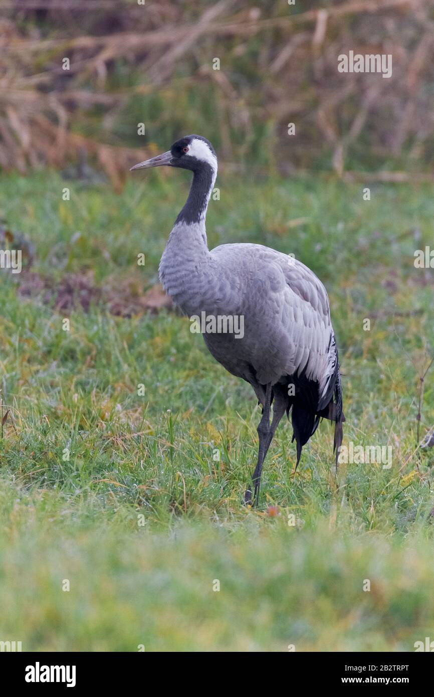 Common Crane (Grus grus), immature, Campania, Italy Stock Photo